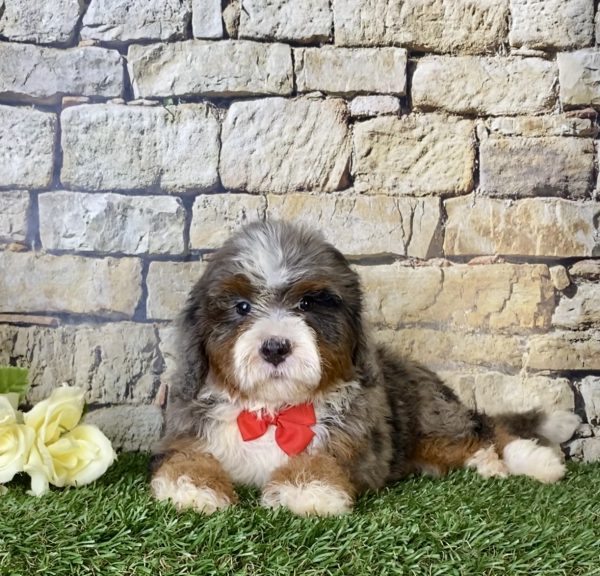 Mr. Blu the F1B Mini-Bernedoodle - Image 4