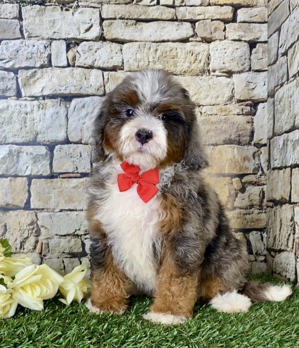 Mr. Blu the F1B Mini-Bernedoodle - Image 5