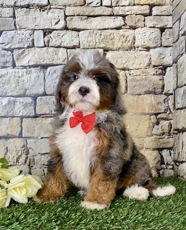 Mr. Blu the F1B Mini-Bernedoodle - Image 6