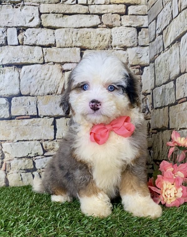 Ms. Biscuit the F1B Mini-Bernedoodle - Image 2