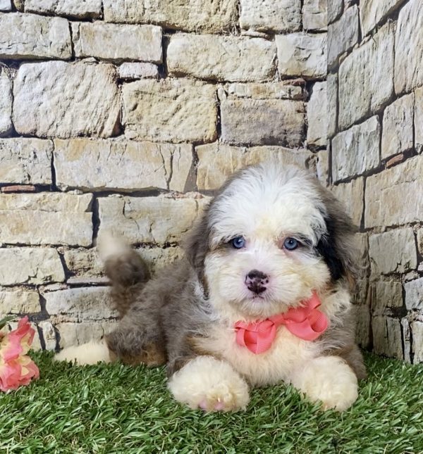 Ms. Biscuit the F1B Mini-Bernedoodle - Image 3