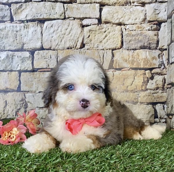 Ms. Biscuit the F1B Mini-Bernedoodle - Image 4