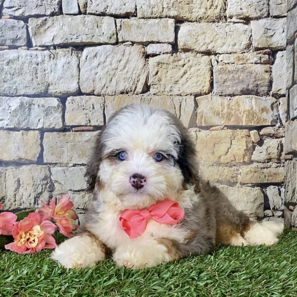 Ms. Biscuit the F1B Mini-Bernedoodle - Image 5