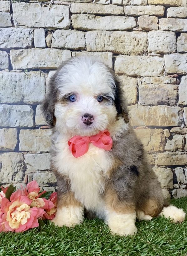 Ms. Biscuit the F1B Mini-Bernedoodle - Image 6