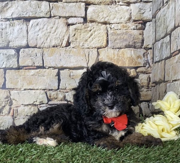 Mr. Aaron the F1B Micro Mini-Bernedoodle - Image 2
