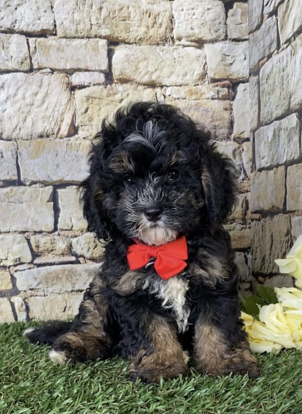 Mr. Aaron the F1B Micro Mini-Bernedoodle - Image 3