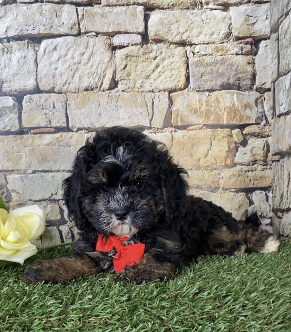 Mr. Aaron the F1B Micro Mini-Bernedoodle - Image 4