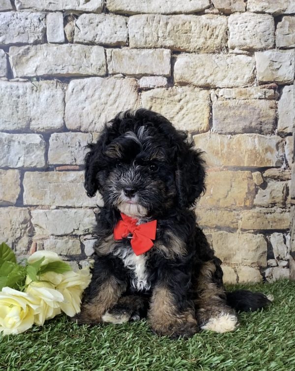 Mr. Aaron the F1B Micro Mini-Bernedoodle - Image 6