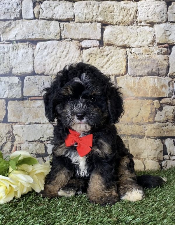 Mr. Aaron the Mini-Bernedoodle puppy