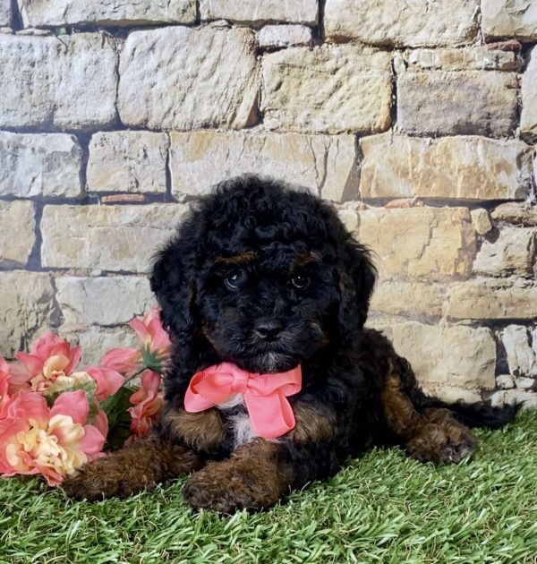Ms. Angie the Mini-Bernedoodle - Image 2