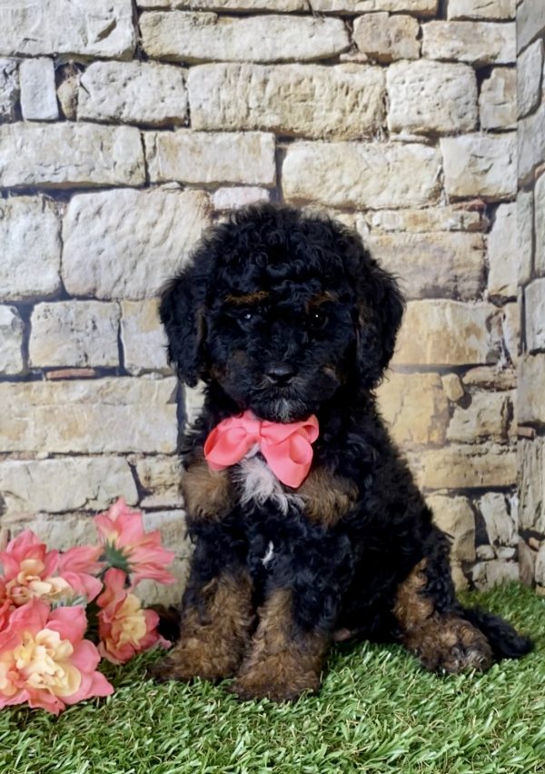 Ms. Angie the Mini-Bernedoodle - Image 3