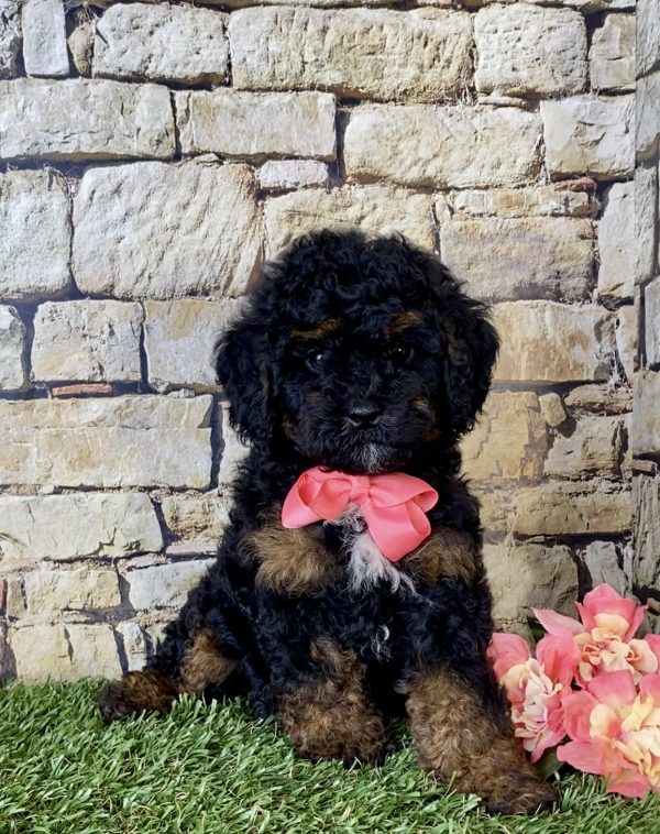 Ms. Angie the Mini-Bernedoodle - Image 4