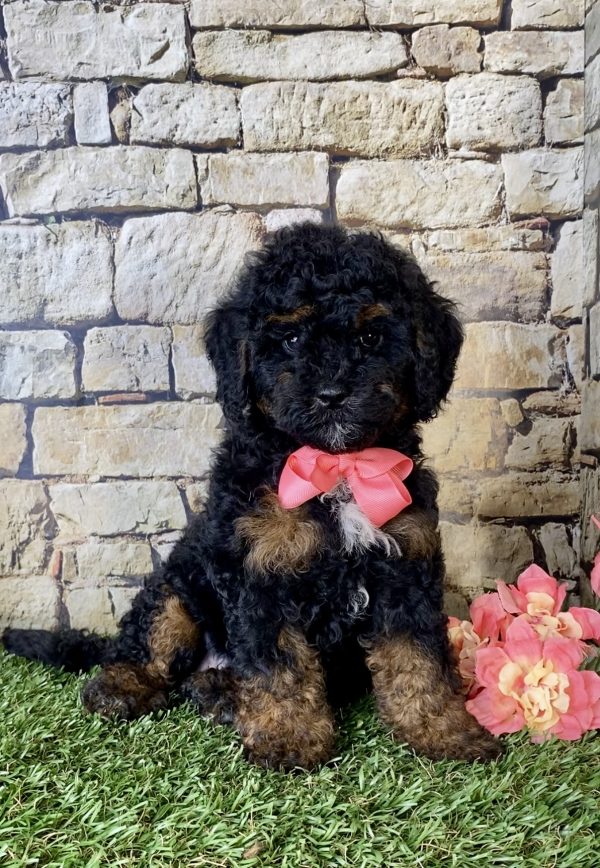 Ms. Angie the Mini-Bernedoodle puppy