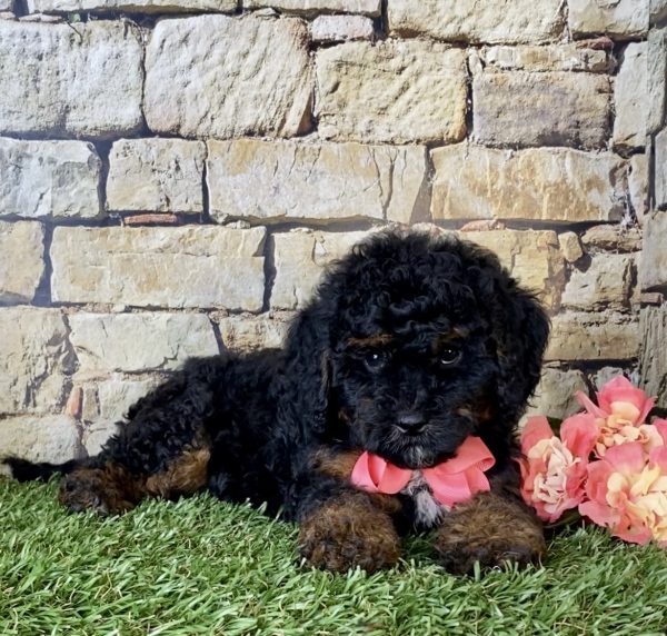 Ms. Angie the Mini-Bernedoodle - Image 5
