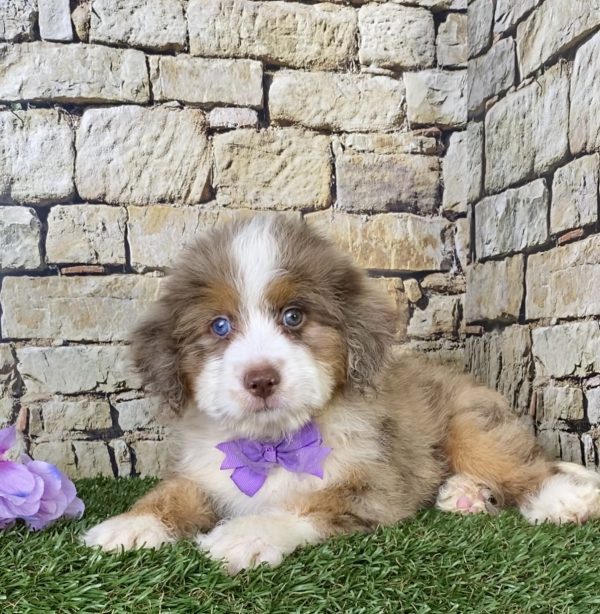 Ms. Beauty the F1B Mini-Bernedoodle - Image 2