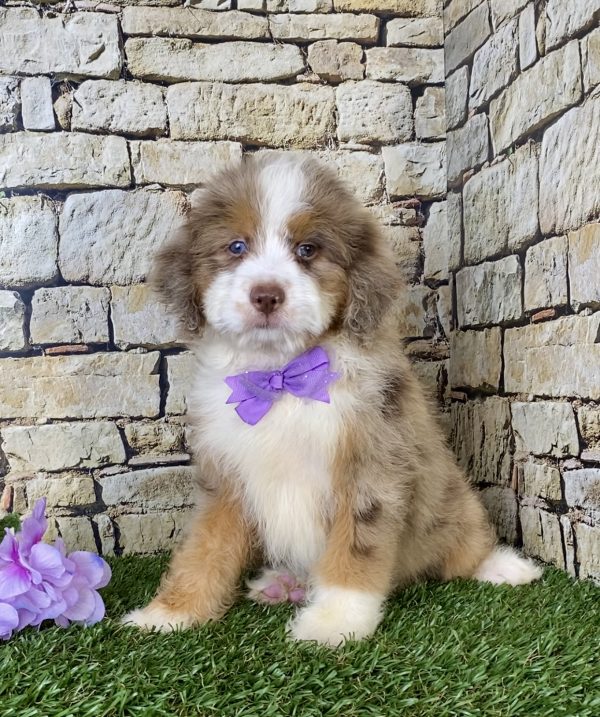 Ms. Beauty the F1B Mini-Bernedoodle - Image 3