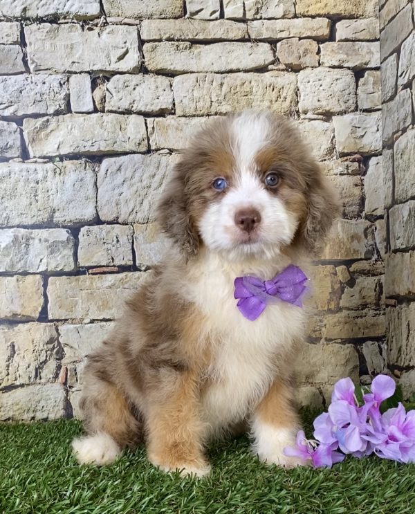 Ms. Beauty the F1B Mini-Bernedoodle - Image 4