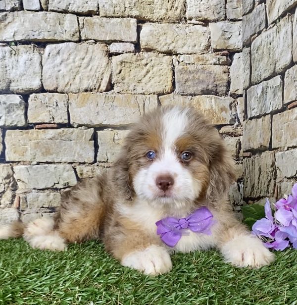 Ms. Beauty the F1B Mini-Bernedoodle - Image 5