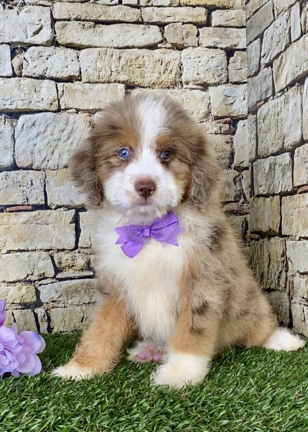 Ms. Beauty the F1B Mini-Bernedoodle - Image 6