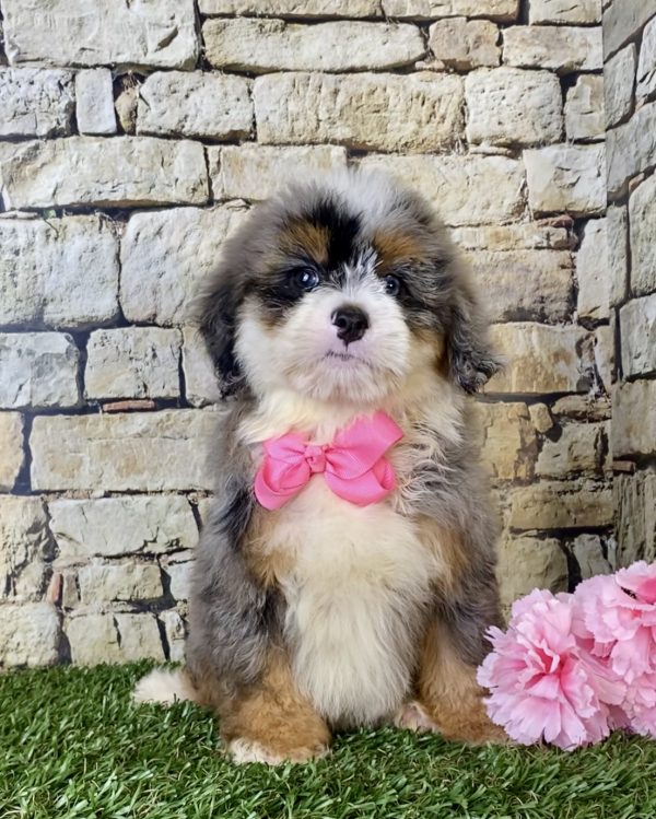 Ms. Bella the F1B Mini-Bernedoodle - Image 2