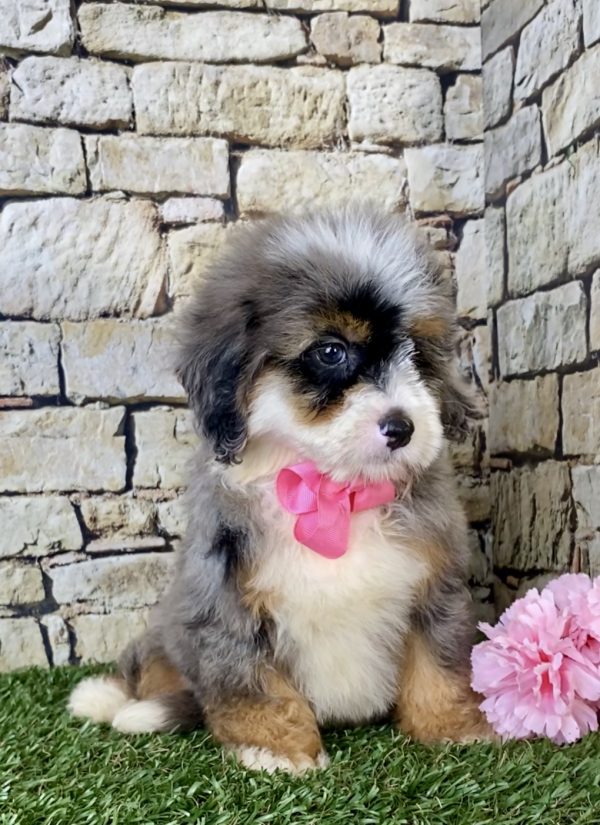 Ms. Bella the F1B Mini-Bernedoodle - Image 3