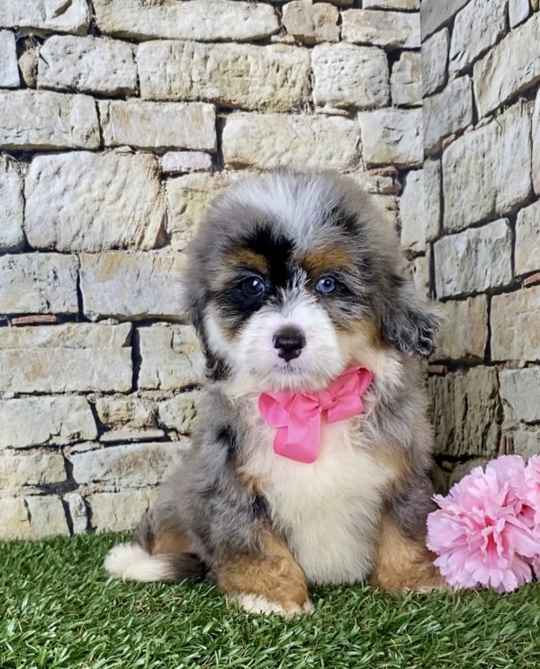 Ms. Bella the F1B Mini-Bernedoodle - Image 4