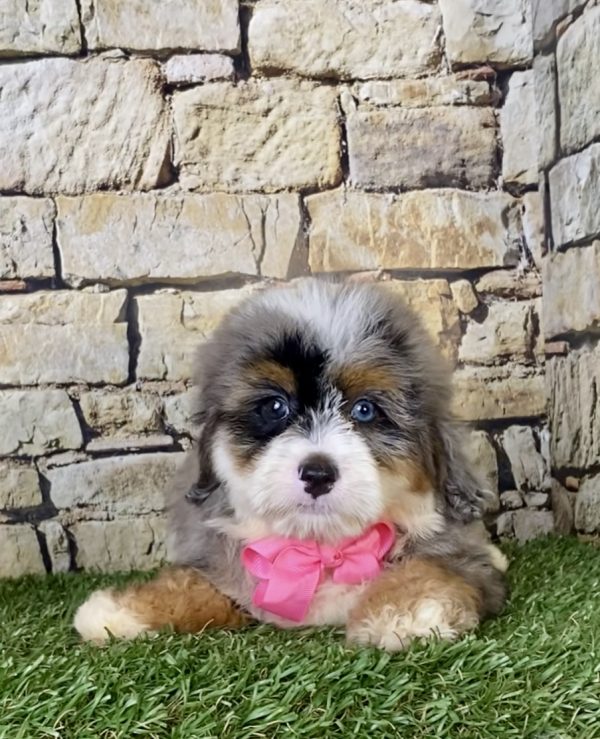 Ms. Bella the F1B Mini-Bernedoodle - Image 5