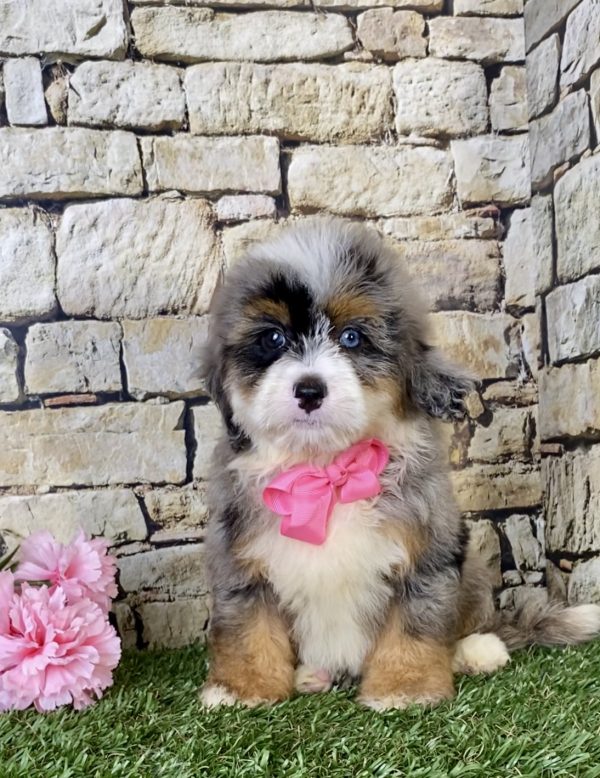 Ms. Bella the F1B Mini-Bernedoodle - Image 6