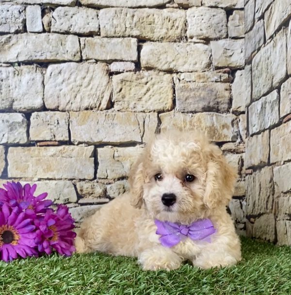 Ms. Hannah the F1B Micro Mini-Bernedoodle - Image 2