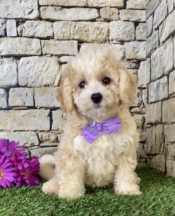 Ms. Hannah the F1B Micro Mini-Bernedoodle puppy