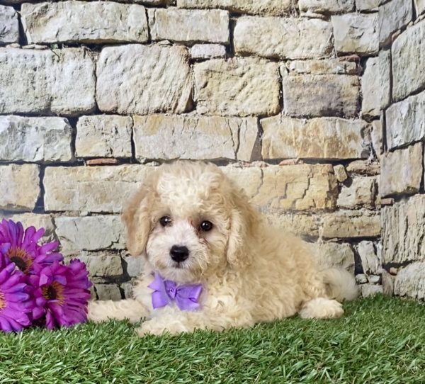 Ms. Hannah the F1B Micro Mini-Bernedoodle - Image 5