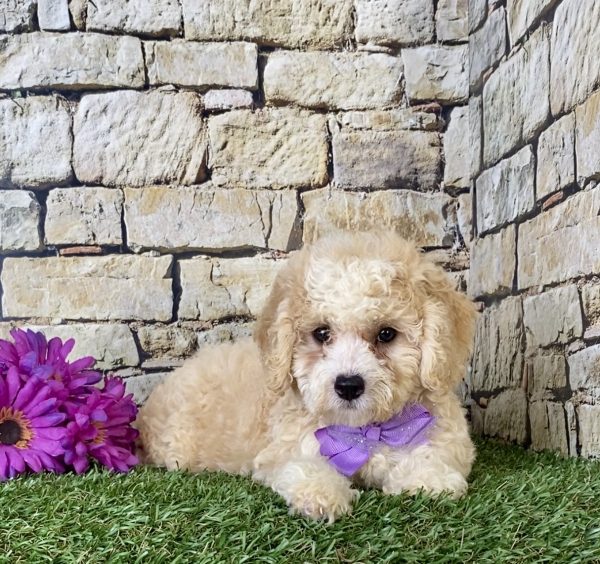 Ms. Hannah the F1B Micro Mini-Bernedoodle - Image 6
