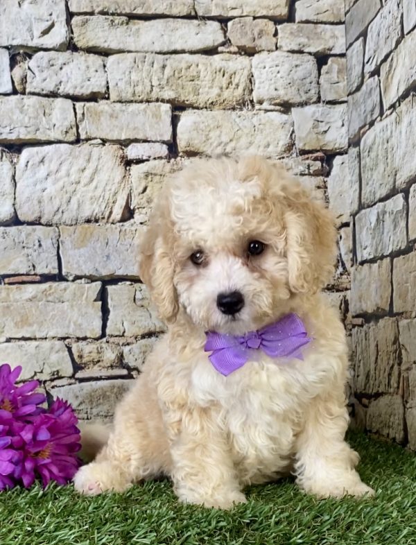 Ms. Hannah the F1B Mini-Bernedoodle puppy