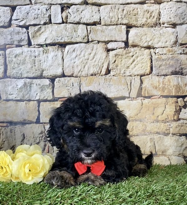 Mr. Hans the F1B Micro Mini-Bernedoodle - Image 2