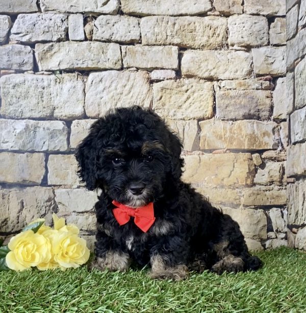 Mr. Hans the F1B Micro Mini-Bernedoodle - Image 3