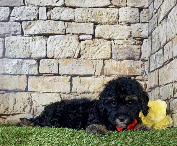 Mr. Hans the F1B Micro Mini-Bernedoodle - Image 4