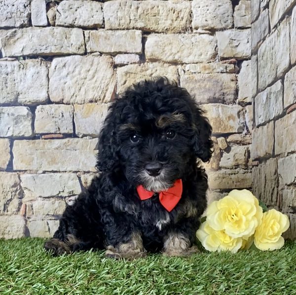 Mr. Hans the F1B Micro Mini-Bernedoodle - Image 5