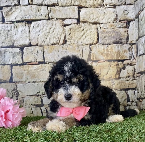 Ms. Hailey the F1B Micro Mini-Bernedoodle - Image 2