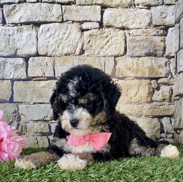 Ms. Hailey the F1B Micro Mini-Bernedoodle - Image 3