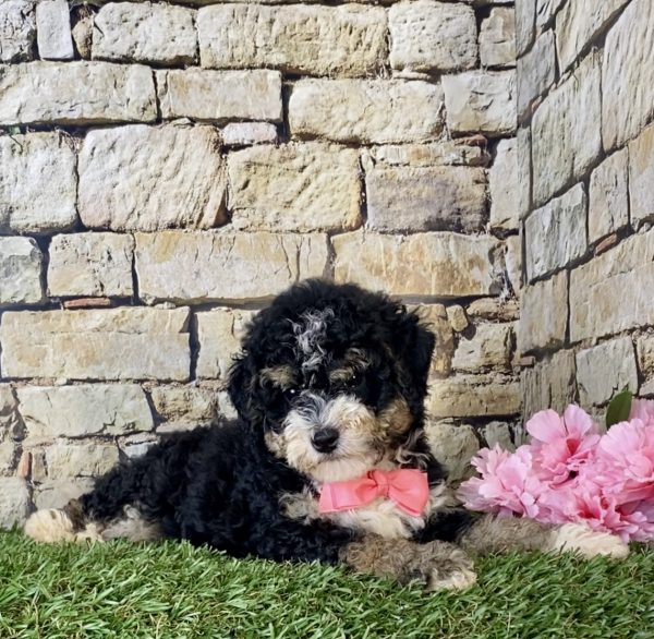 Ms. Hailey the F1B Micro Mini-Bernedoodle - Image 4