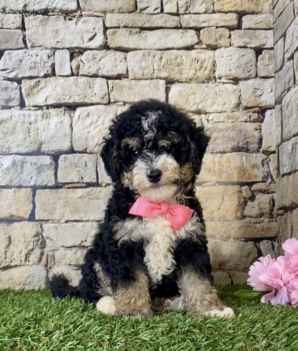 Ms. Hailey the F1B Mini-Bernedoodle puppy