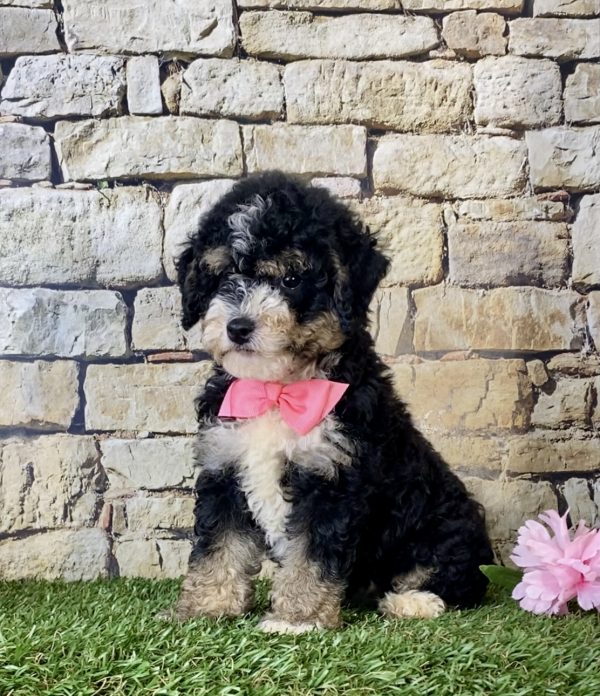 Ms. Hailey the F1B Micro Mini-Bernedoodle - Image 5