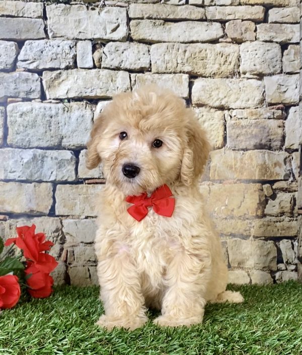 Mr. Hero the F1B Mini-Bernedoodle puppy