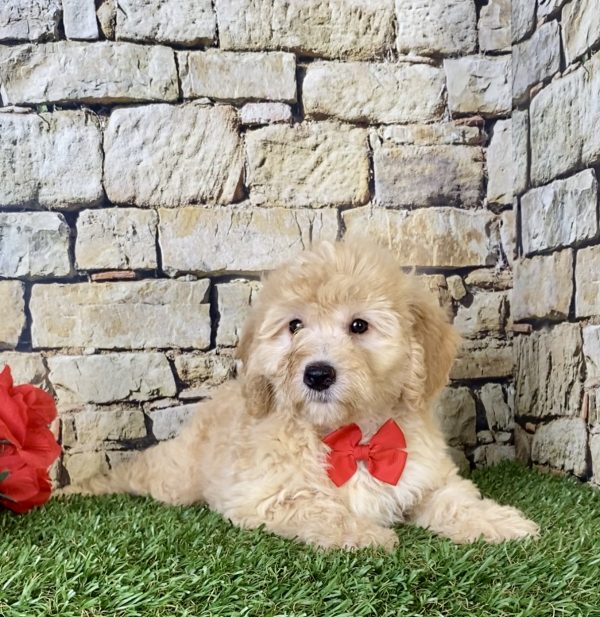 Mr. Hero the F1B Micro Mini-Bernedoodle - Image 3