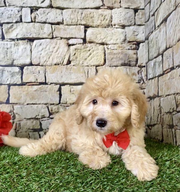 Mr. Hero the F1B Micro Mini-Bernedoodle - Image 4