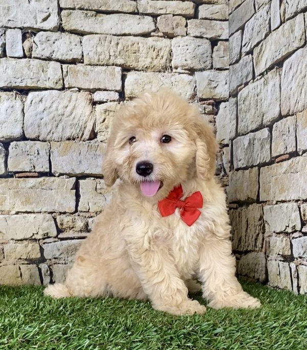 Mr. Hero the F1B Micro Mini-Bernedoodle - Image 5