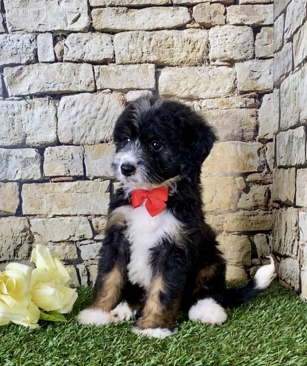 Mr. Victor the Mini-Bernedoodle - Image 2