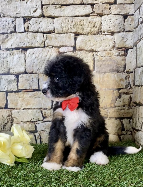 Mr. Victor the Mini-Bernedoodle - Image 3