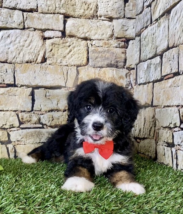 Mr. Victor the Mini-Bernedoodle - Image 4