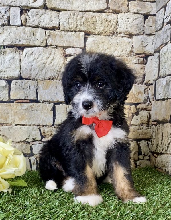 Mr. Victor the Mini-Bernedoodle - Image 5
